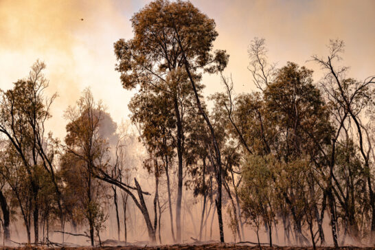 Bushfire in Central Queensland Australia